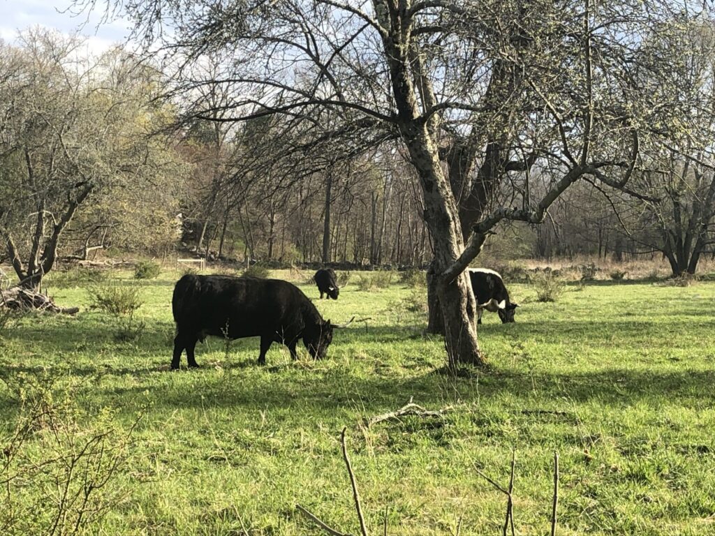 Autumn, Holly, and Like are heritage cattle at Minute Man National Park.