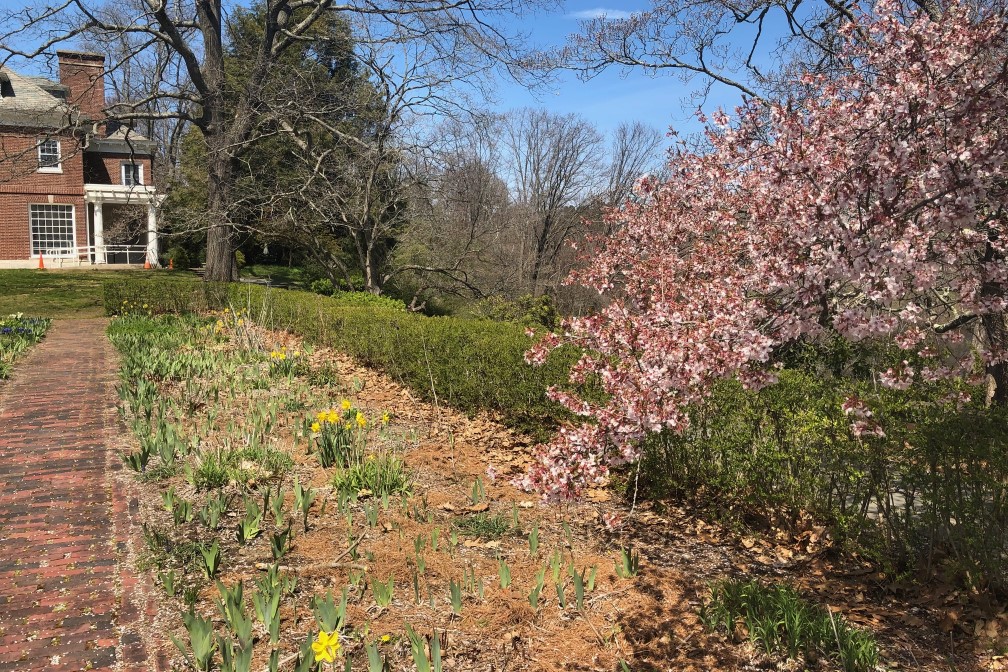 Cherry tree in bloom at the Buttrick Garden, adjacent to the North Bridge Visitor Center, Minute Man National Historical Park.