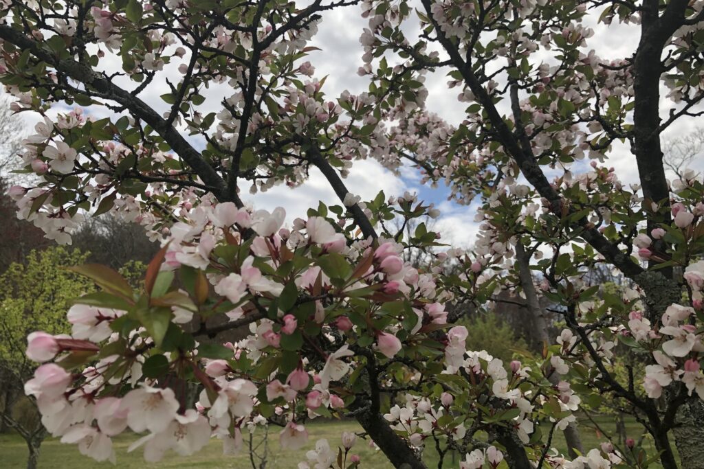Flowering trees near Fiske Hill Trail, Minute Man National Historical Park.