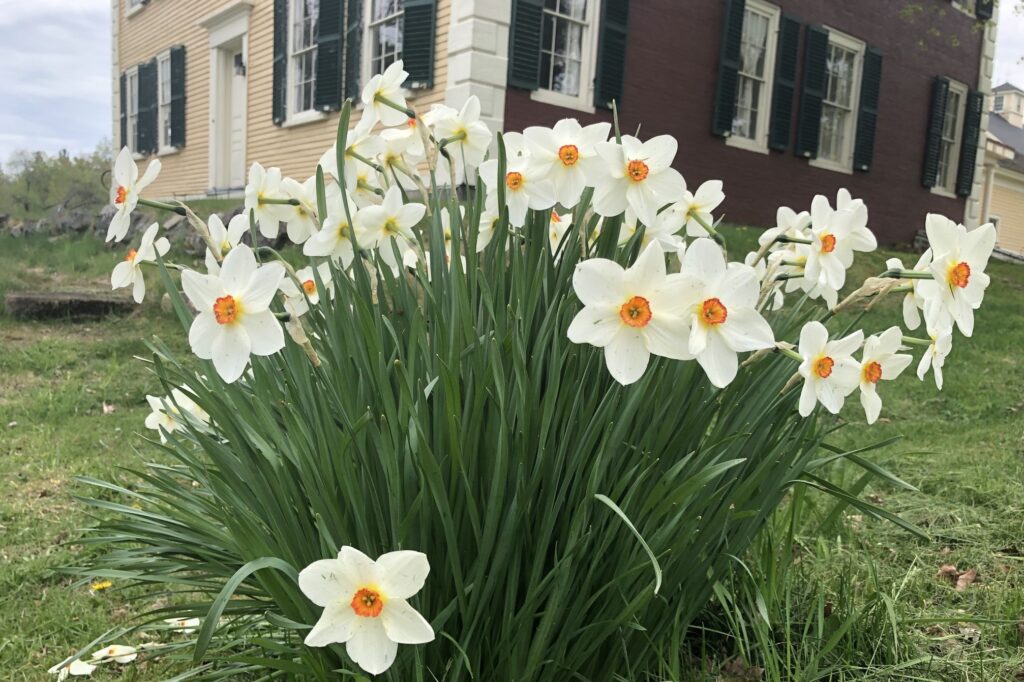 Daffodils in bloom at Hartwell Tavern, Minute Man National Historical Park.