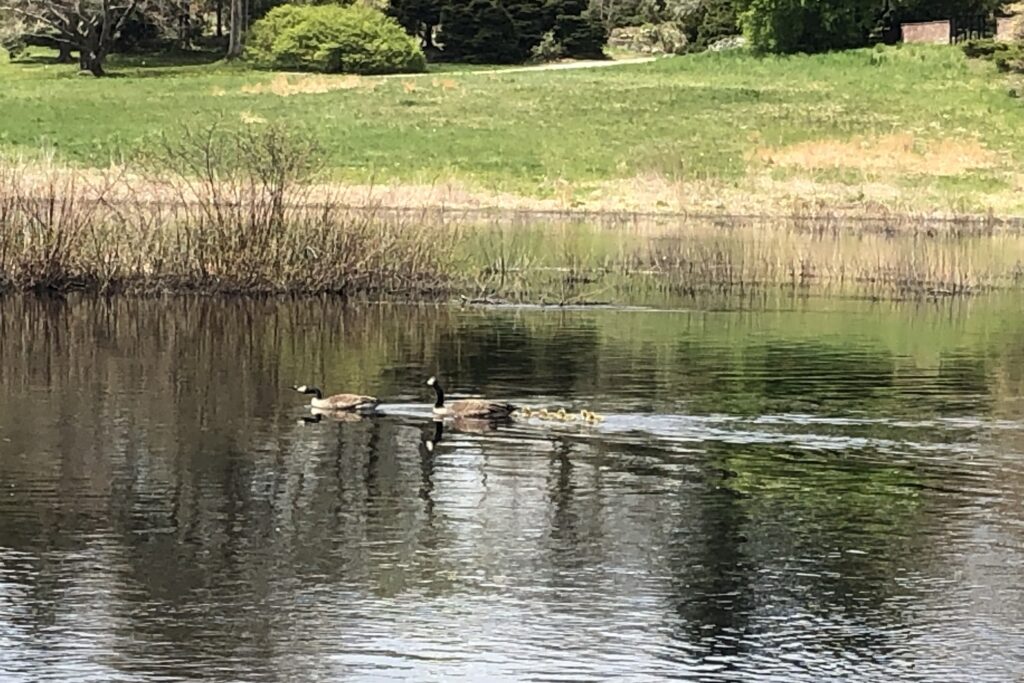 Geese and goslings in the Concord River near the North Bridge, Minute Man National Historical Park.
