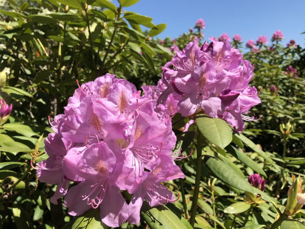 Dark pink rhododendrons at Minute Man National Historical Park.