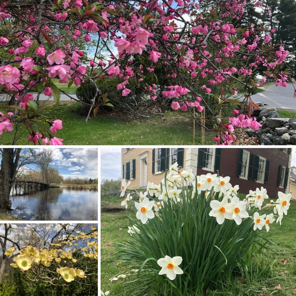 Flowers and flowering trees in bloom May 2020 at Minute Man National Historical Park.