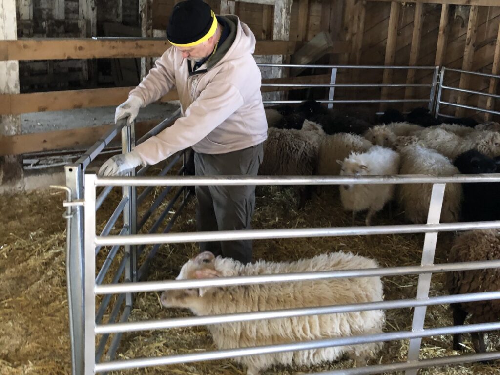 You're up first! Volunteer Geoff wrangles a sheep into place and passes him off to Aaron. Volunteer Peggy (not pictured) notes the tag number of the sheep and crosses them off this list. There are over 30 sheep in total with names such as Peggy Ewe, Mrs Udder, April (tag #1775), Henri (must be pronounced with a French accent), as well as Romeo and Juliette. 