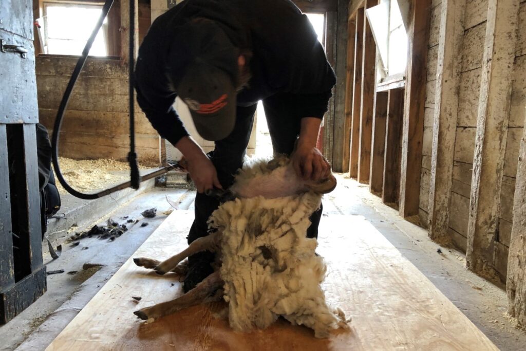 Professional shearer Aaron starts shearing with electric clippers on a plywood base and the sheep don't seem to mind!