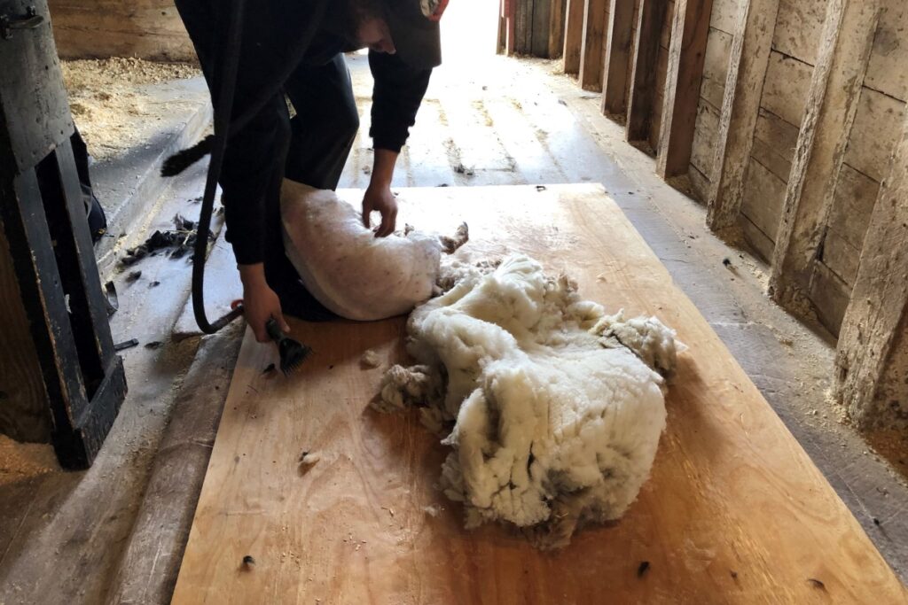 A snowy white fleece is left behind. Volunteer Martine makes wool fedora hats from the fleeces and donates the profits back to sheep care. Click here to learn more and purchase your very own fedora. 