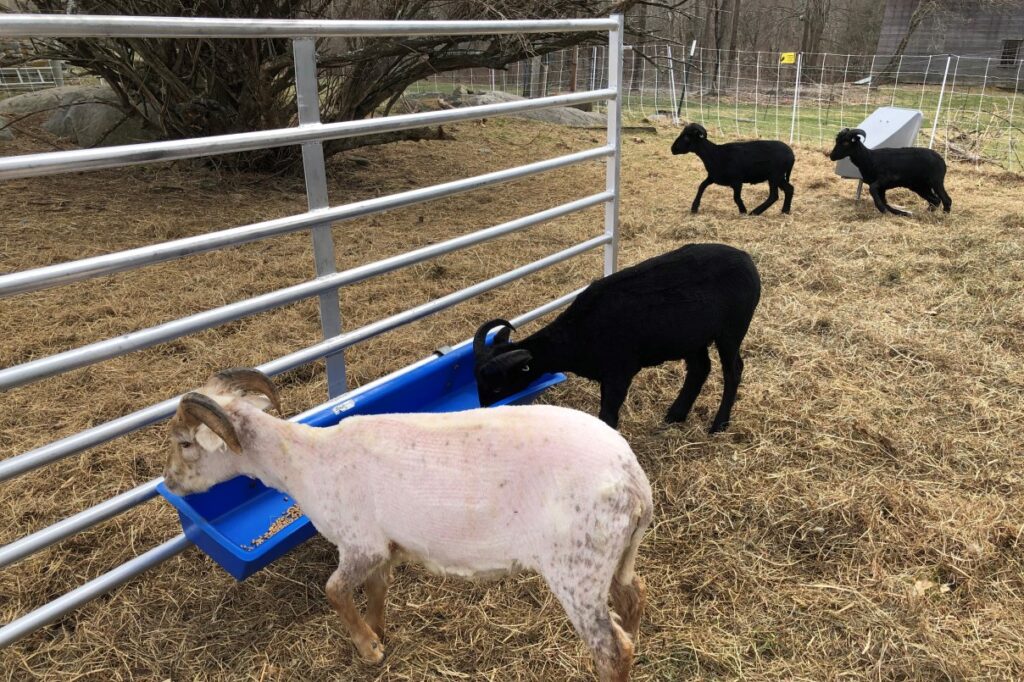 Time for a snack outside where there's plenty of room to run around. The sheep undergo fasting before shearing to make sure they don't choke on any aspirated food during the process. 