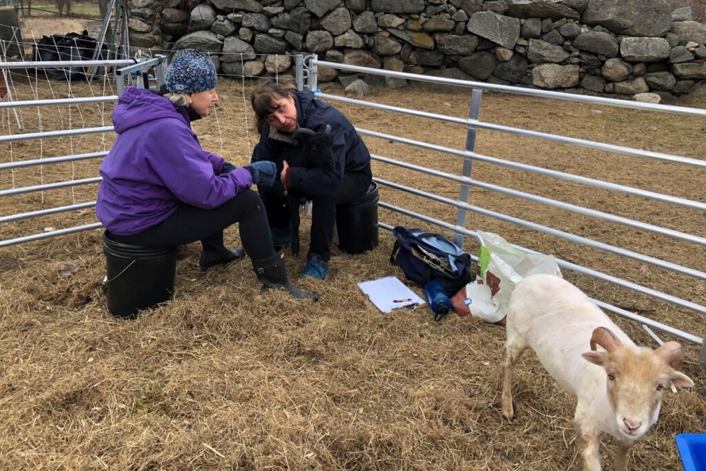 Sheared sheep are sent outside for a health check. Volunteers Peggy and Martine (left to right) check the eyelid color of the sheep. A light color indicates anemia and the possible presence of parasites. All of our sheep have nicely colored eyelids and have no signs of parasites. 