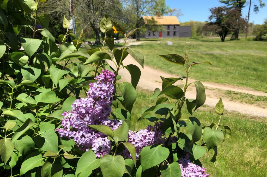 Purple lilacs bloom with the Meriam House in the distance. 