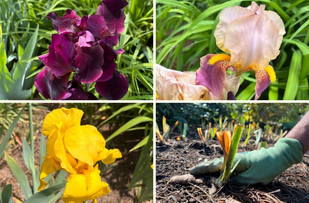 Iris blooming in the Buttrick Gardens in May-June 2022. Iris propagation, showing how the top of the iris rhizome sits above the soil. 