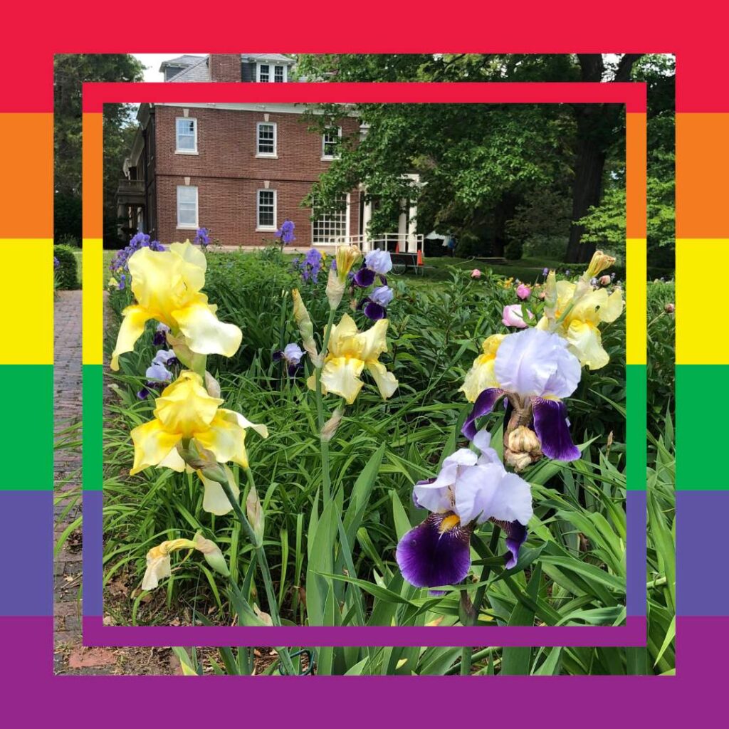 Yellow and purple iris in bloom with a rainbow border.